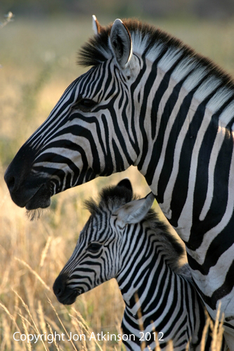 Burchell's Zebra, Etosha National Park, Namibia.